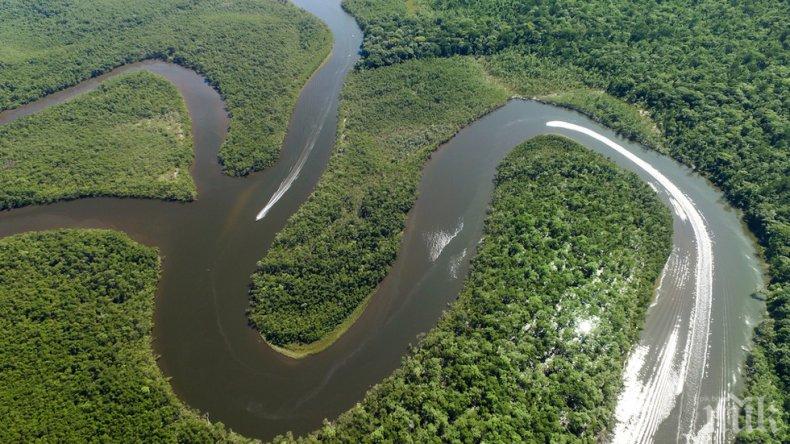 Пуснаха 6 000 бебета костенурки в река Амазония 