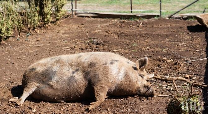 БЕЗПОЩАДНО: Умъртвиха възкръсналите прасета край Ахелой - стопанин млати здравен инспектор