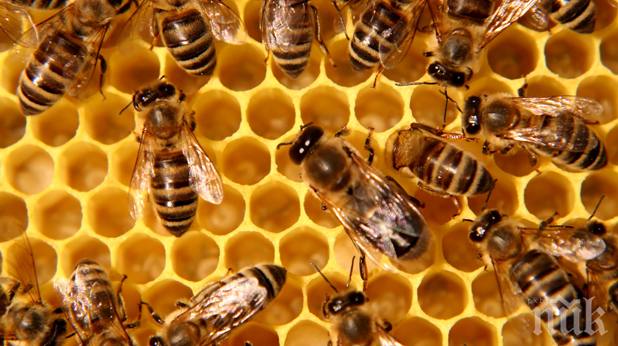 Пчеларите на протест срещу употребата на пестициди в земеделието
