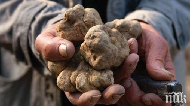 Изтъргуваха килограм бял трюфел за 120 000 евро