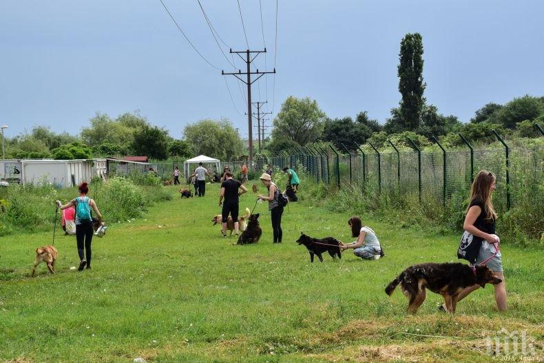 Осиновиха 43 кучета от приюта в Горни Богров в Германия