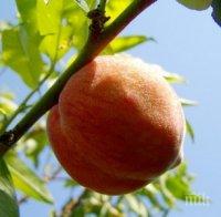 И ТАЗ ДОБРА: Забраняват използването на емотиконите праскова и патладжан - провокирали сексуално