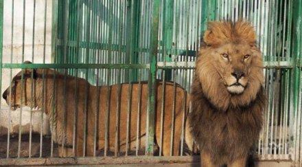 патилата лъва любо зоопарка разрад влязоха прокуратурата