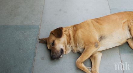 застреляха кучета софийско село