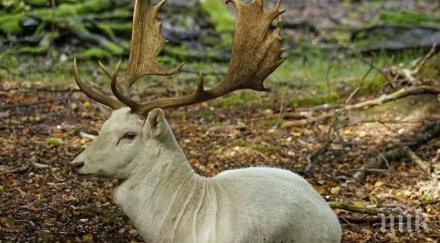 бял елен изненада жителите село карловско