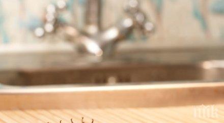 предпазим хлебарки кухнята