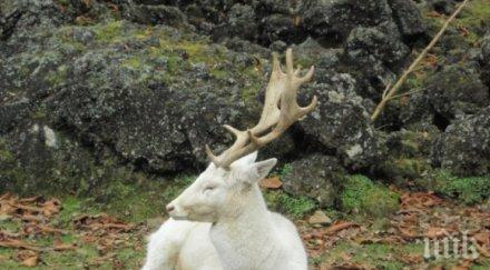 чудо бял елен слезе балкана карловско означава народните вярвания