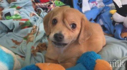 кученце еднорог роди опашка челото