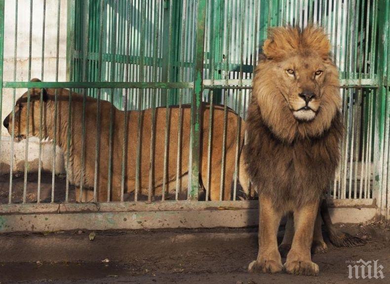 Патилата на лъва Любо от зоопарка в Разрад влязоха в Прокуратурата