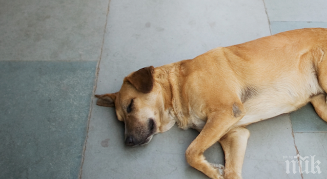 Застреляха кучета в софийско село