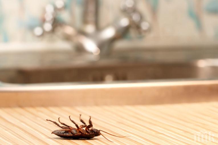 Как да се предпазим от хлебарки в кухнята