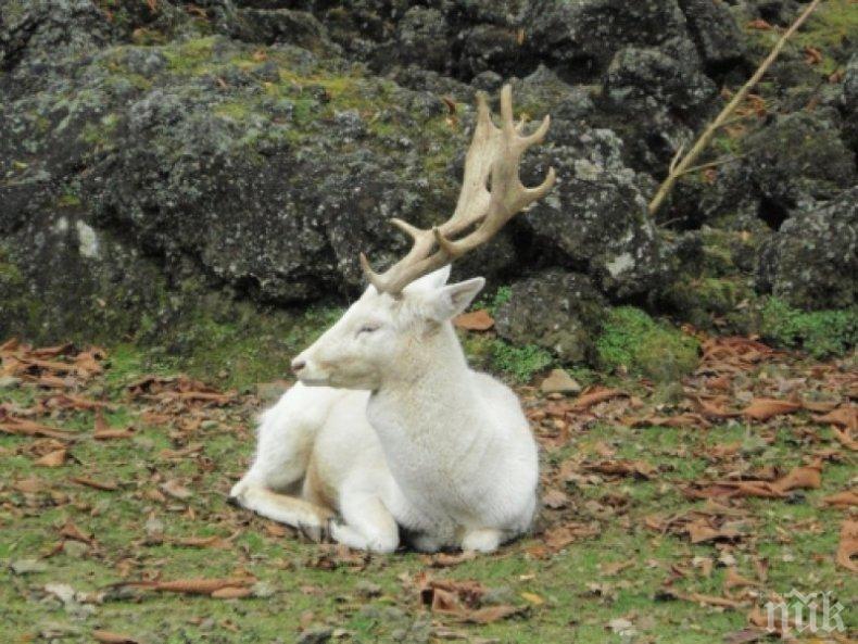 ЧУДО: Бял елен слезе от Балкана в Карловско! Ето какво означава това според народните вярвания