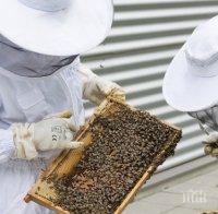 Пчеларите разчитат на директно финансиране от Брюксел
