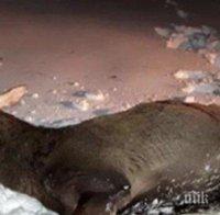 Трима и кмет арестувани за убит в Странджа елен