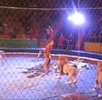 Париж забрани дивите животни в цирка