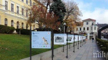 царевец изложба разказва живота бездомните животни