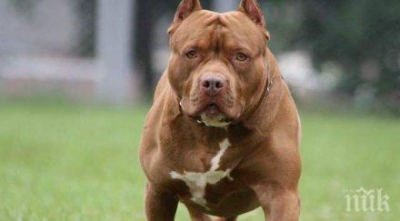 авджия гръмна питбул селски двор съдят