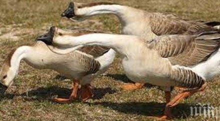 патици спечелиха съдебен процес франция