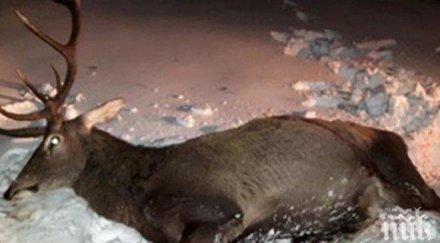 трима кмет арестувани убит странджа елен