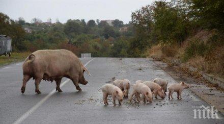 всяко прасе пари брюксел