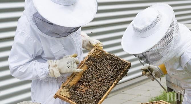 Пчеларите разчитат на директно финансиране от Брюксел