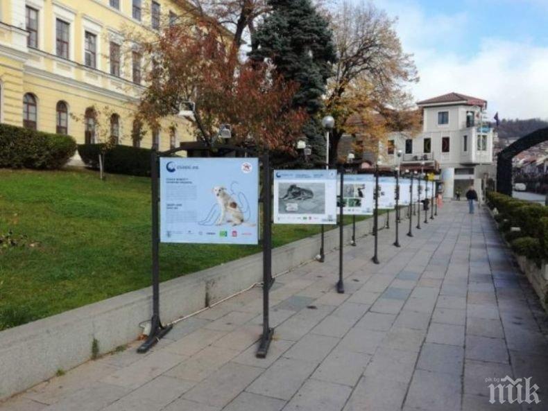 ПОД ЦАРЕВЕЦ: Изложба разказва за живота на бездомните животни