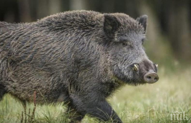 Стадо диви свине унищожи скривалище на кокаин в гора в Тоскана