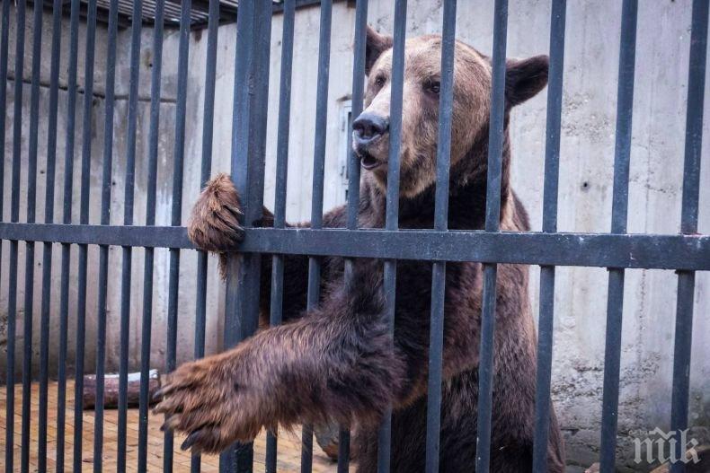 Настаниха изнемощял мечок от зоологическата градина в парка на Бриджит Бардо (СНИМКИ)