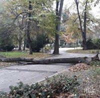 Голямо дърво падна в парка в центъра на Пловдив