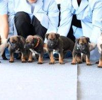 Китай клонира кучета за полицията (СНИМКИ)