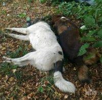 Изрод трепе кучета наред - уплашени хора звънят на полицията, оттам: 