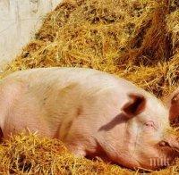 Чумата намали потреблението на свинско с 30%