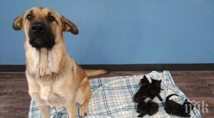 герой куче спаси осиротели котета измръзване снимки