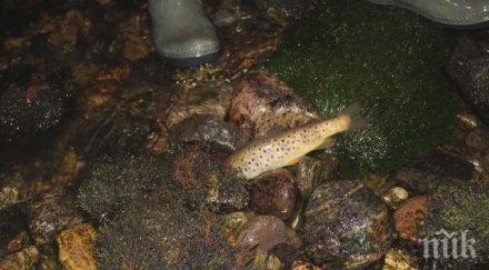 сигнал фейсбук въча спира тече нощем пъстървата мята сухо