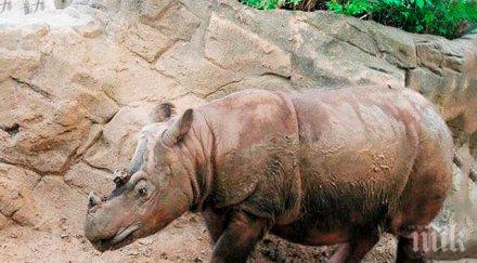 рак погуби последния суматрански носорог