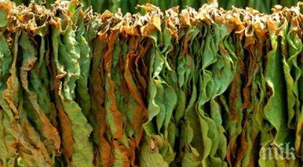 тютюнопроизводителите благоевградско намаляват драстично