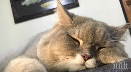 мъж опита пренесе контрабандно собствената пухкава котка