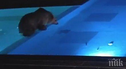 оцелеем срещнем мечки вълци балкана