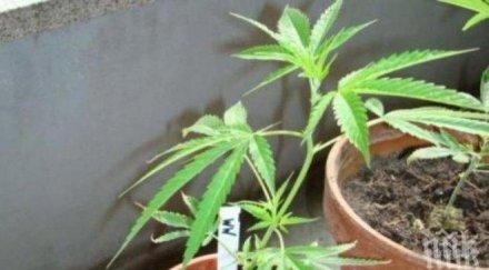 спипаха марихуана селски парник