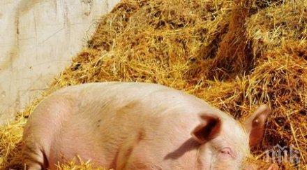 чумата намали потреблението свинско