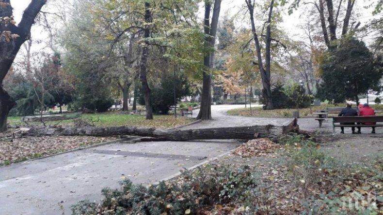 Голямо дърво падна в парка в центъра на Пловдив