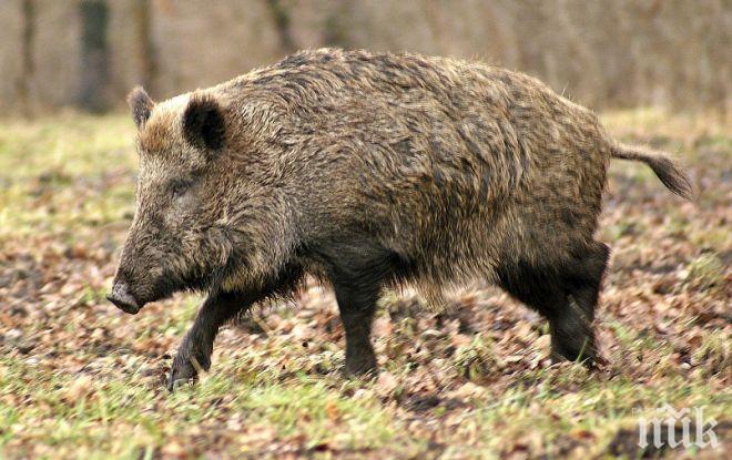 Регистрираха първи случай на африканска чума по свинете в Кюстендил