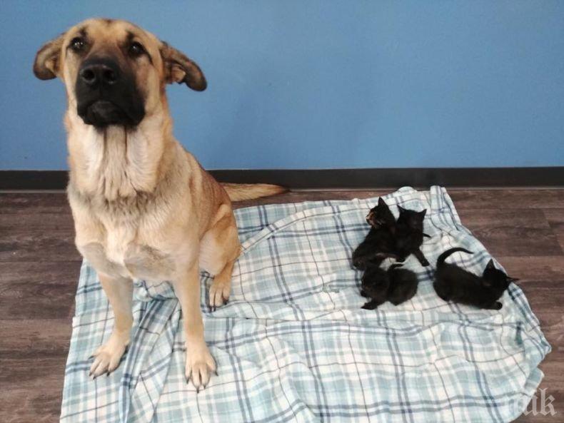 ГЕРОЙ: Куче спаси осиротели котета от измръзване (СНИМКИ)