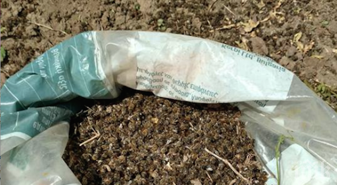 Стартира подписка в защита на пчелите