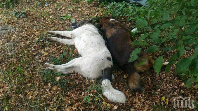 Изрод трепе кучета наред - уплашени хора звънят на полицията, оттам: Ще изпратим патрулка, такава изобщо не дошла