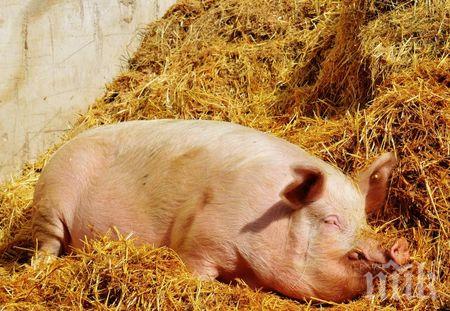 Чумата намали потреблението на свинско с 30%