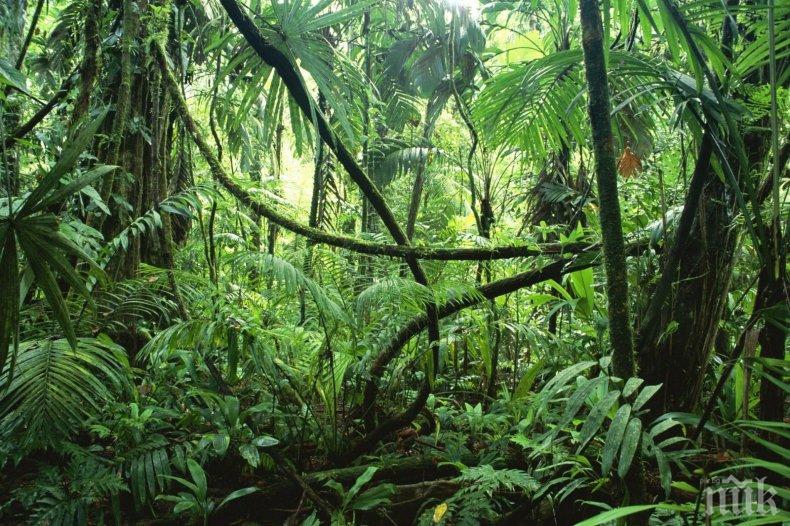 Една трета от тропическата флора в Африка е застрашена от изчезване