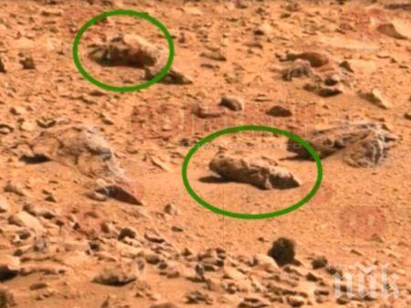 СЕНЗАЦИЯ: Кюриосити засече насекоми на Марс