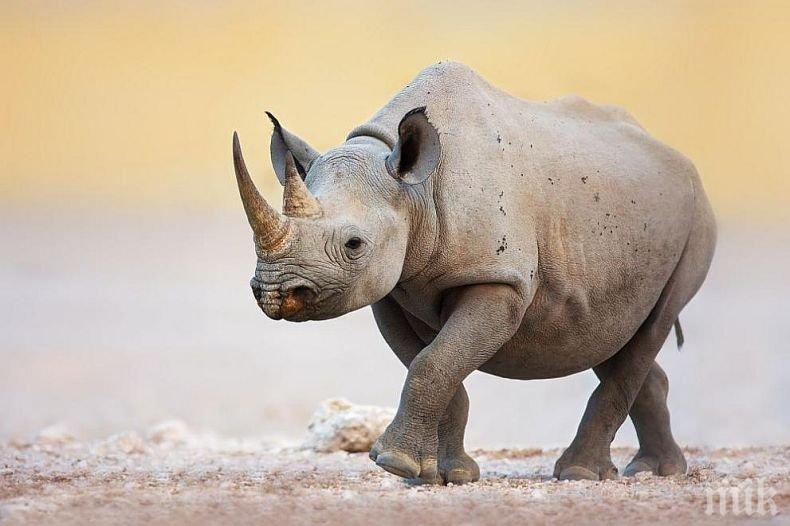 Умря и последния суматрански носорог в Малайзия