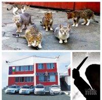 ЗЛОВЕЩО: Полицията в Бургас на крак - сериен убиец затри по мъчителен начин 30 бездомни котки